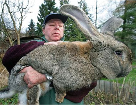 [Image: gigantic-bunny.jpg]