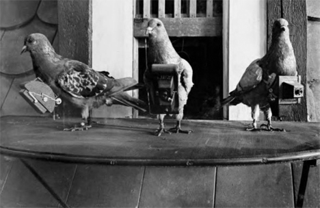 Unusual Cameras Pigeon Surveillance