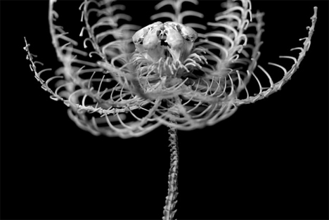 Bone Flowers Skeleton Sculptures 4