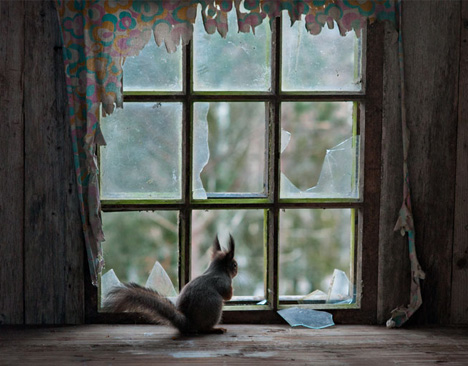 abandoned window sill squirrel