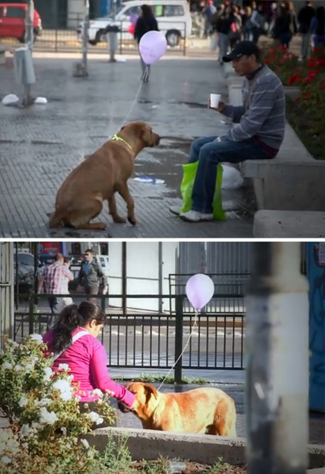 homeless dogs human interest