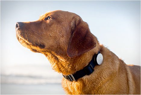 Pet Tech Whistle Dog Monitor