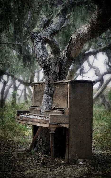 abandoned piano tree Mifflin