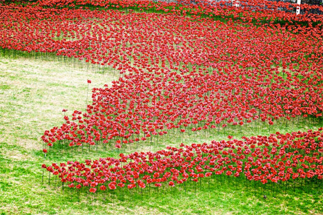 Tower of London Poppies 3
