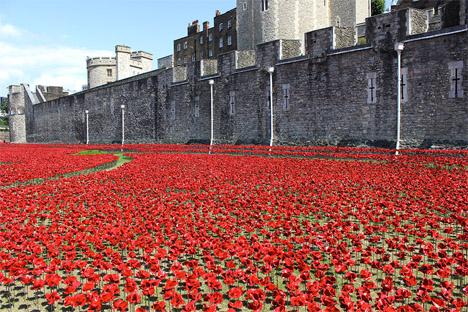 Tower of London Poppies 6