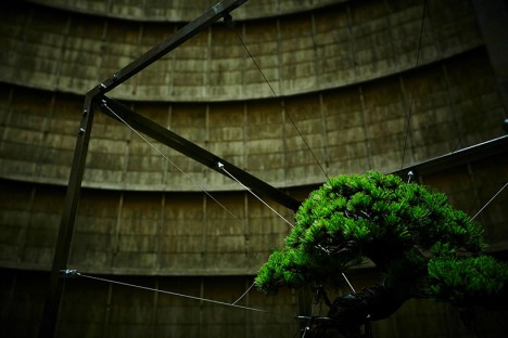 bonsai power plant 3