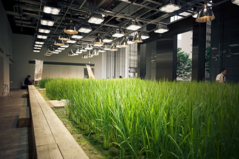 office rice paddy