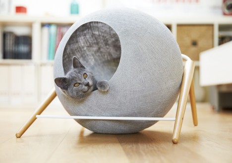 modernist cat observer