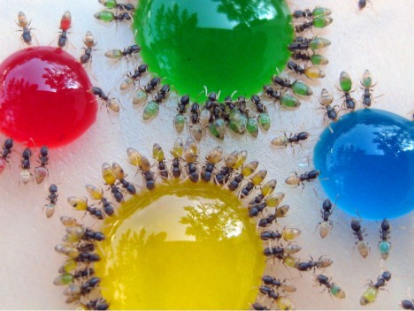 colored ant drink
