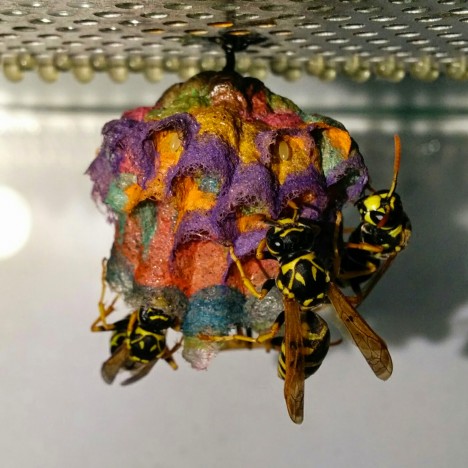 colored wasp nests