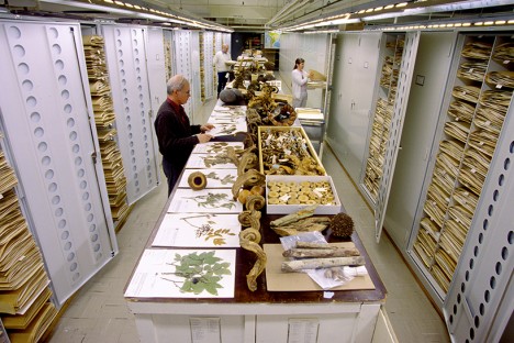 museum botany collection
