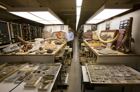 museum paleobiology