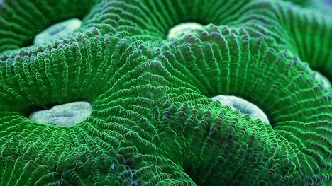 macro coral 1