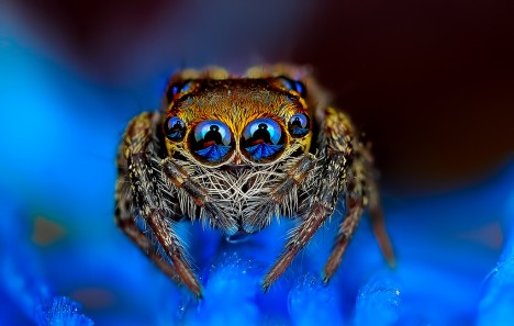 macro spider 1