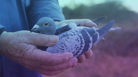 pigeon patrol 3