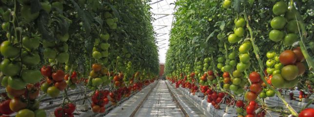 sundrop-farm-tomato-row