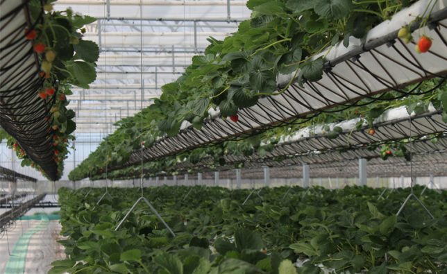 sundrop-farms-hydroponics