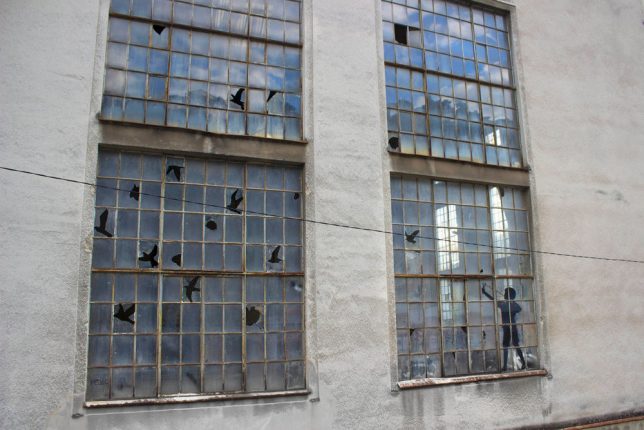 bird-window-boy-shooting